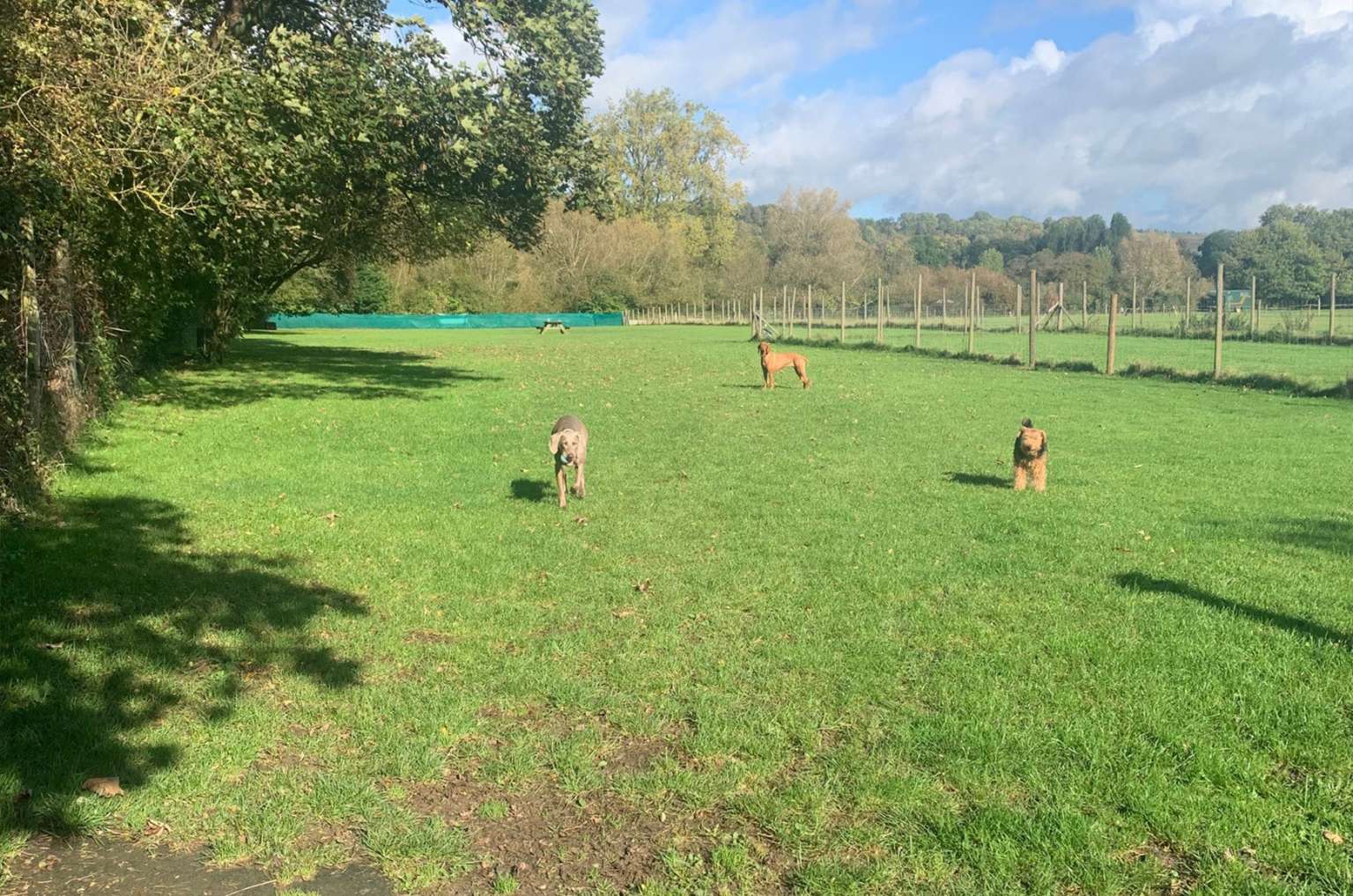 Paddock Hire PAWs of Pangbourne